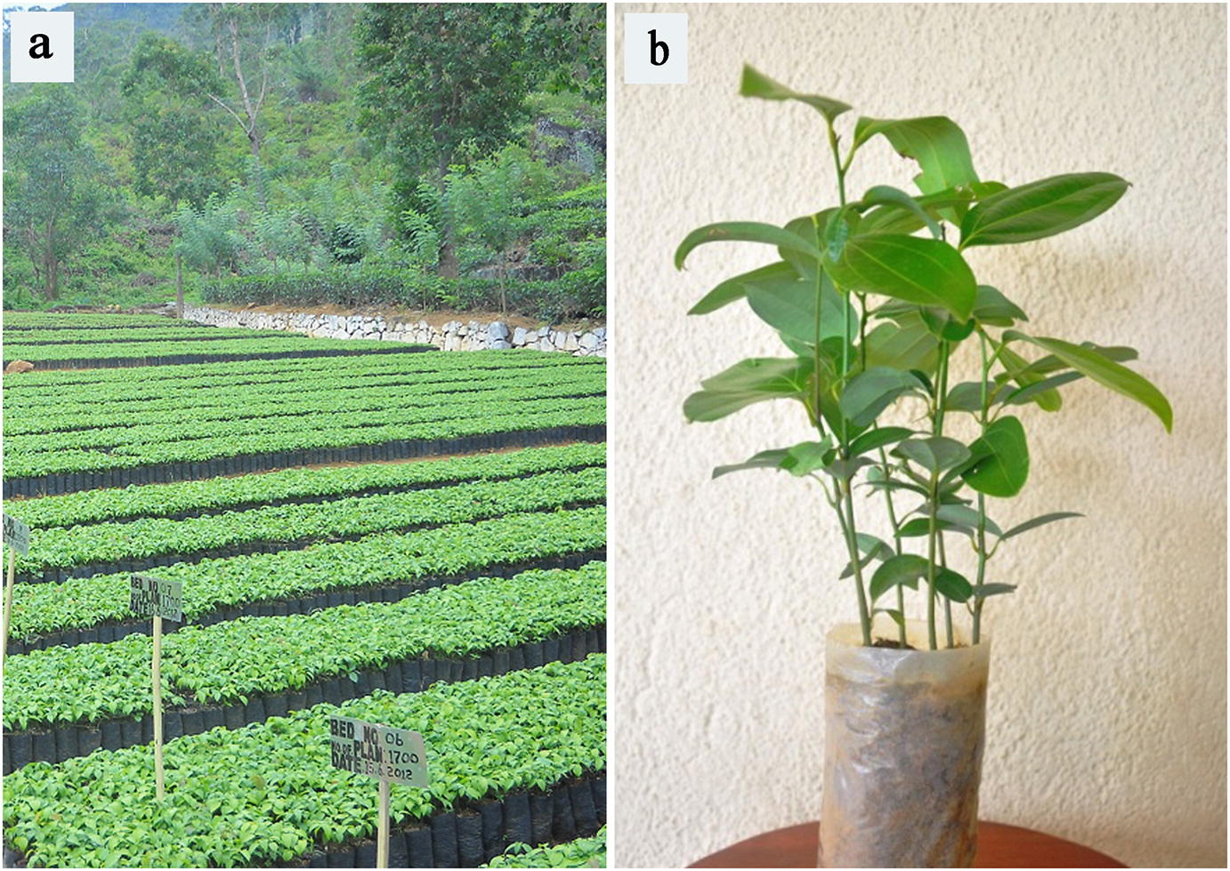 Ecology, Agronomy and Management of Cinnamon ( Cinnamomum zeylanicum Blume) | SpringerLink